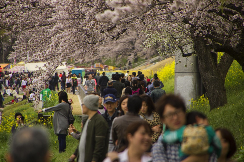 Illustration for article titled Random Walk Around My Place #2: Sakura Edition